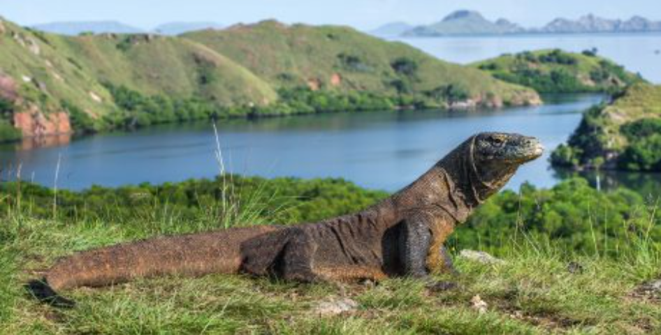 komodo island indonesia